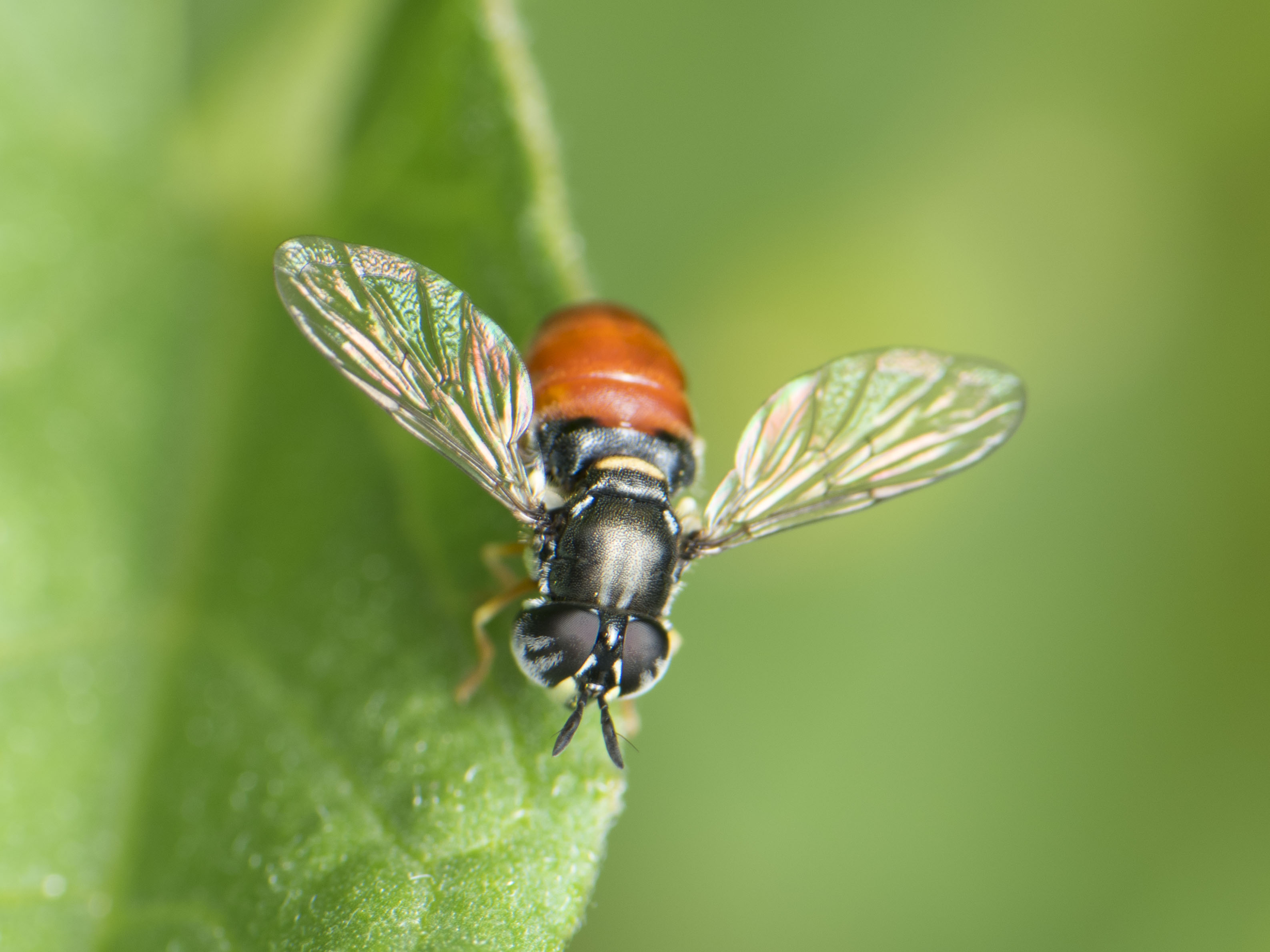Paragus bicolor - kétszínű fenyérzengőlégy