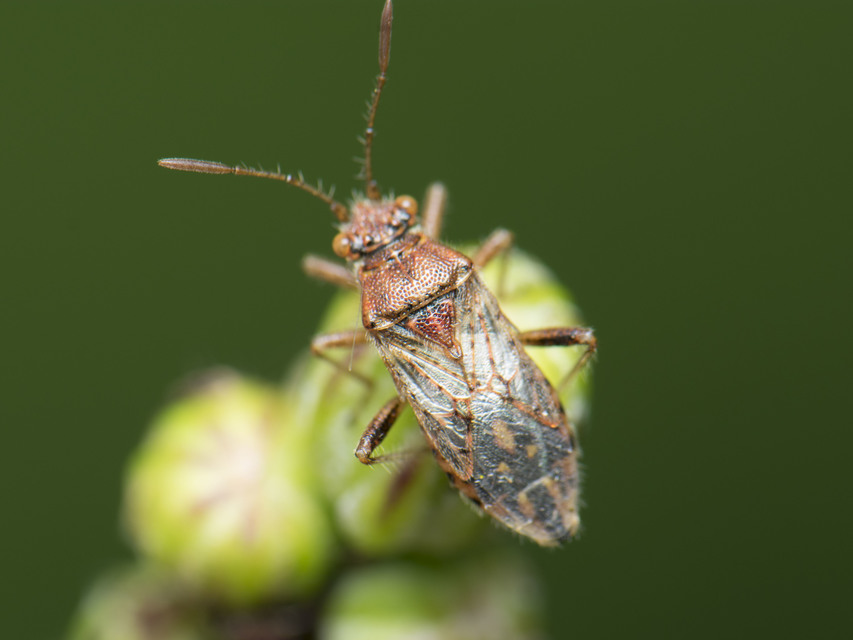 Rhopalidae - üvegpoloskák