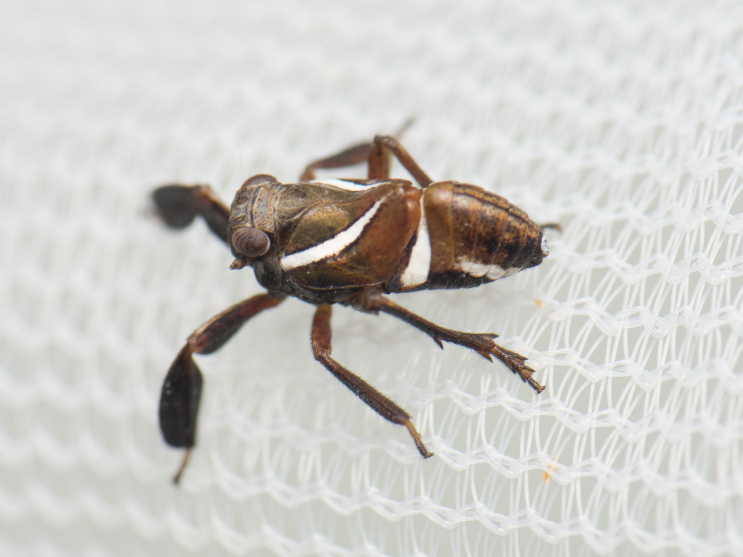 Caliscelis wallengreni