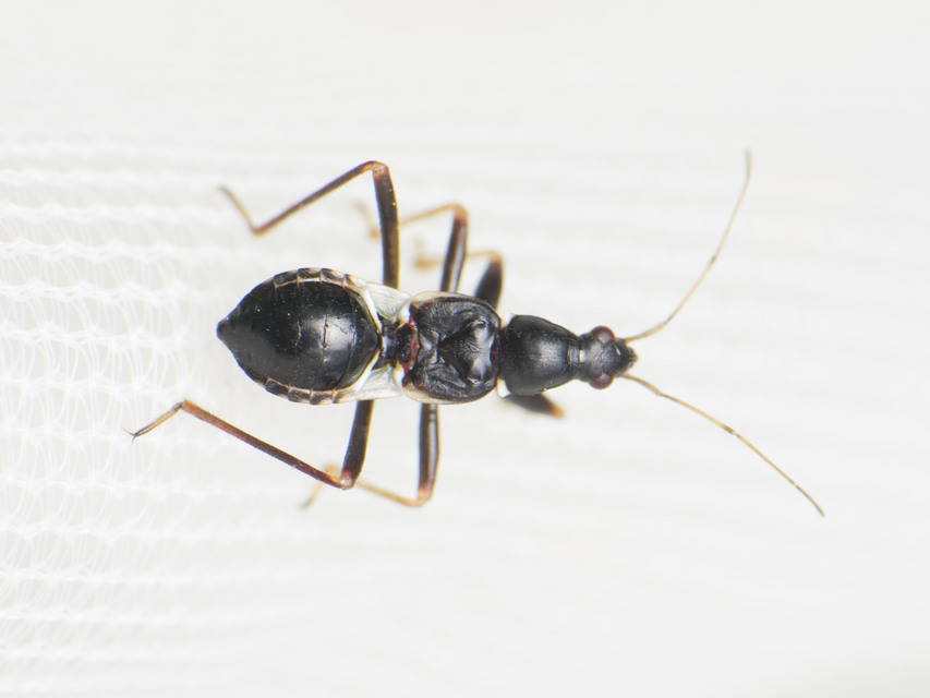 Himacerus mirmicoides - csalán-tolvajpoloska