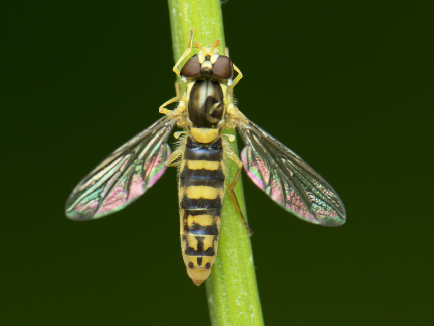 Sphaerophoria