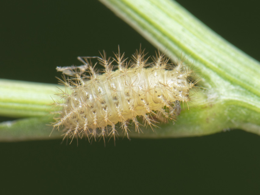 Cynegetis impunctata - pázsitfűböde