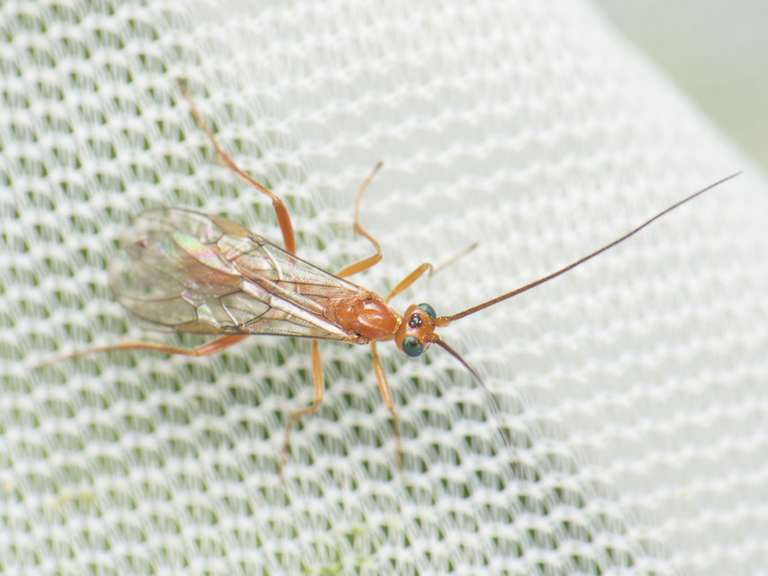 Braconidae - gyilkosfürkészek