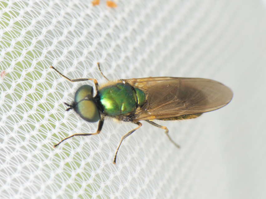 Chloromyia formosa - közönséges fémeslégy