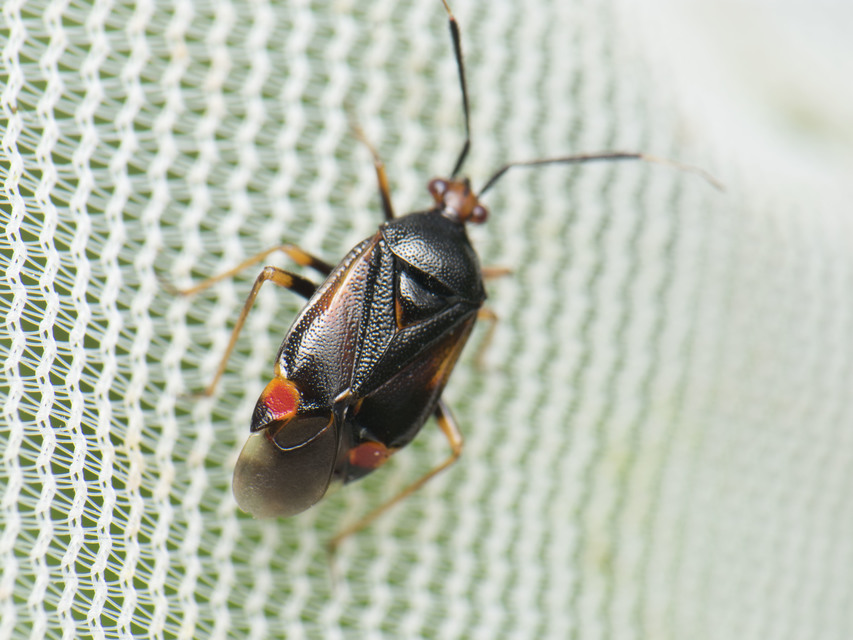 Deraeocoris ruber - vöröses mezeipoloska
