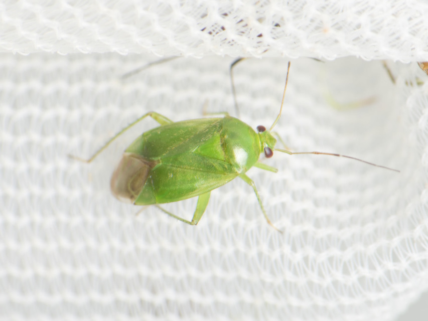 Apolygus spinolae