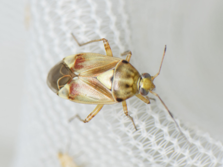 Lygus pratensis - változó mezeipoloska