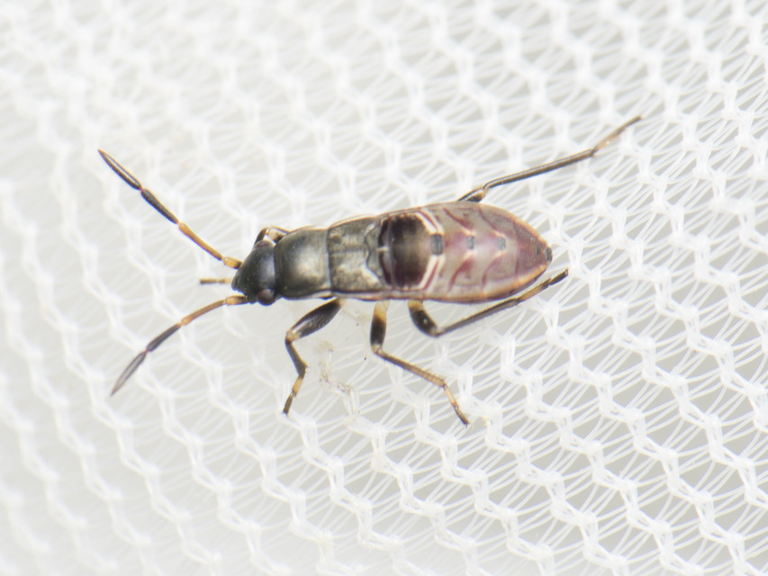 Rhyparochromus vulgaris - közönséges díszesbodobács