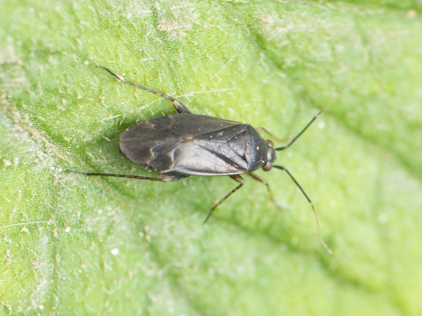 Plagiognathus arbustorum Plagiognathus arbustorum