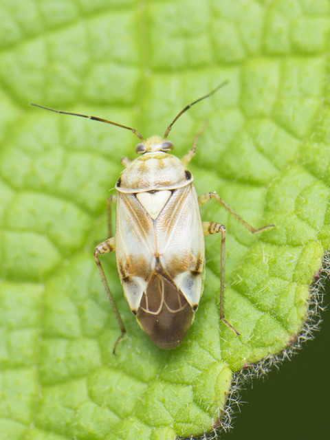 Lygus pratensis - változó mezeipoloska