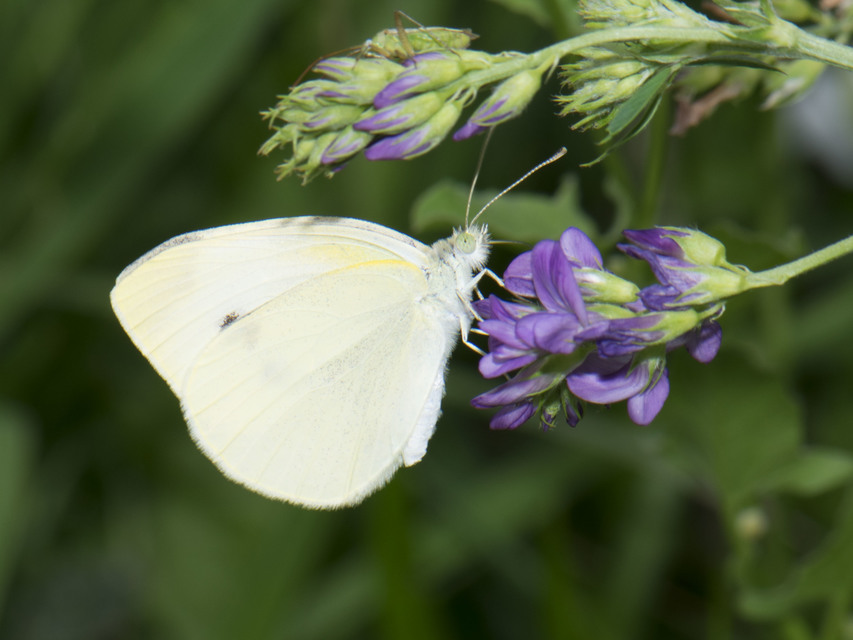 Pieris rapae - répalepke