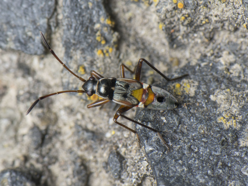 Raglius confusus
