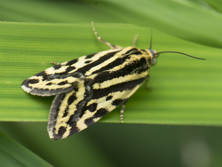 Emmelia trabealis - zebrabagoly