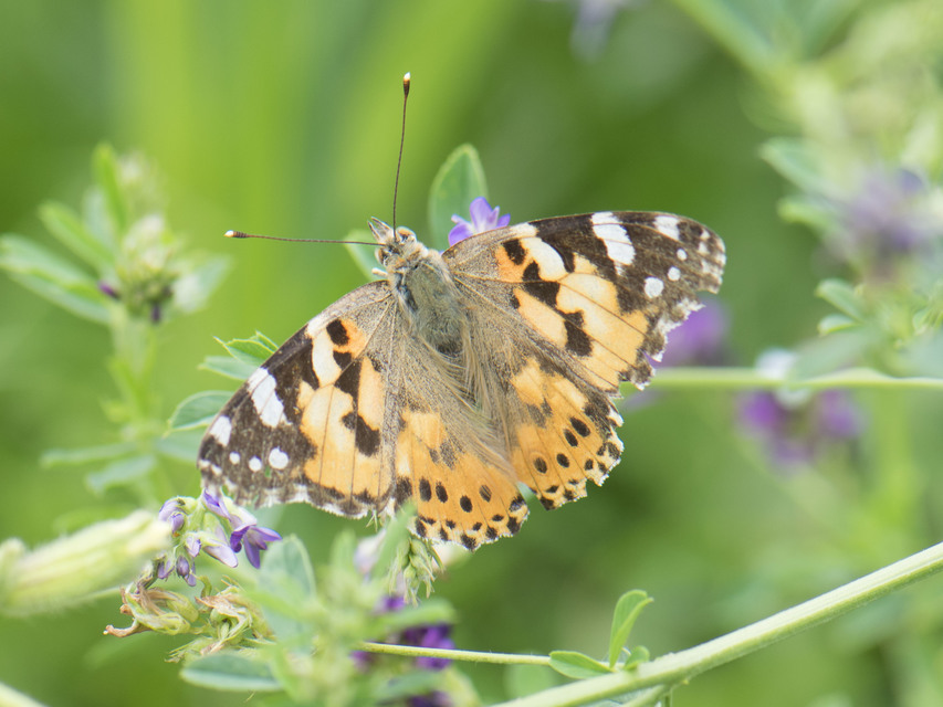 Vanessa cardui - bogáncslepke