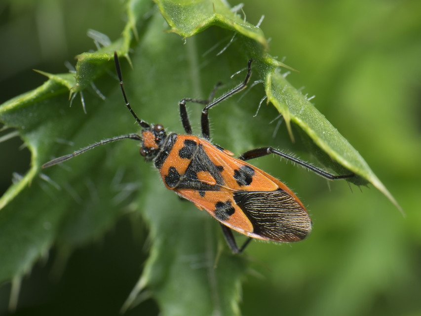 Corizus hyoscyami - piros karimáspoloska