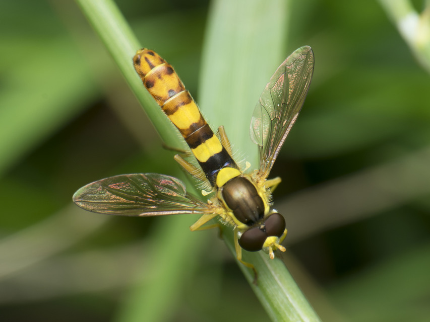 Sphaerophoria