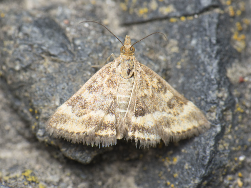 Pyrausta despicata - réti bíbormoly