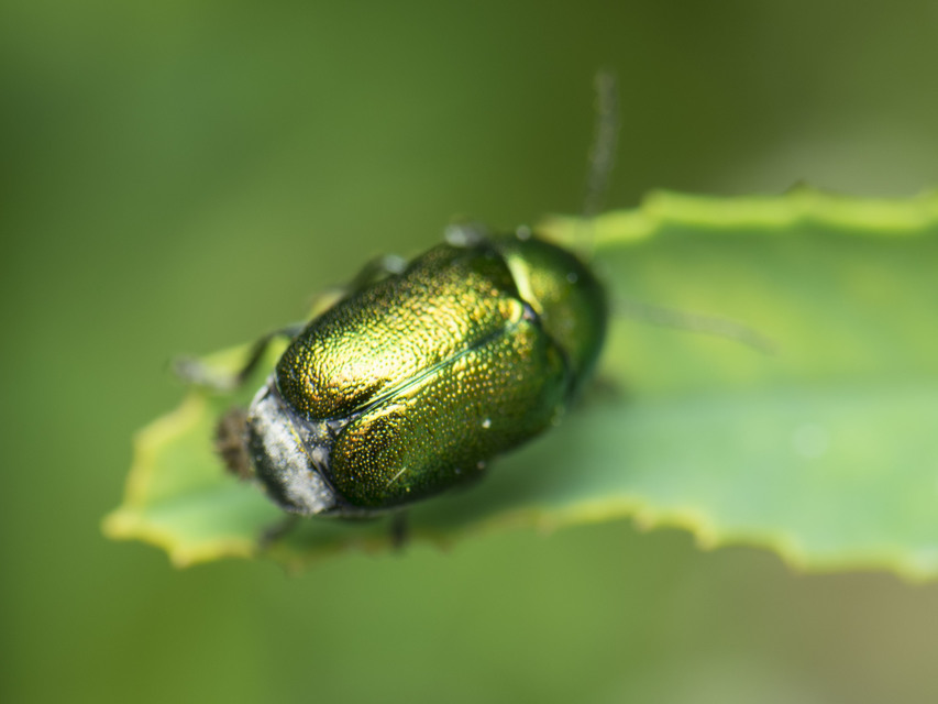 Cryptocephalus