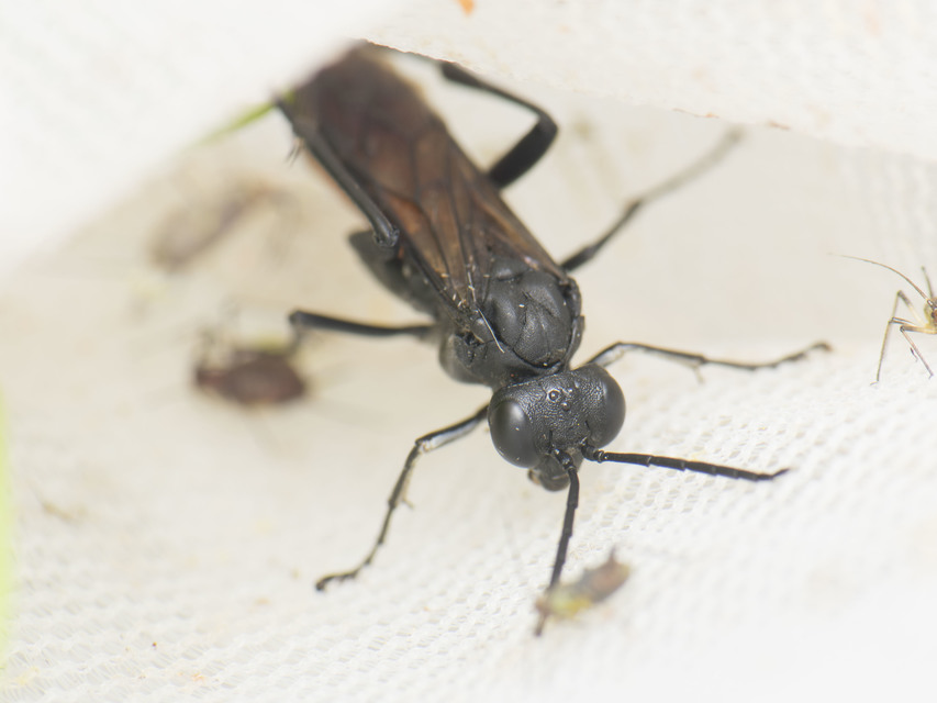 Tenthredinidae - valódi levéldarazsak