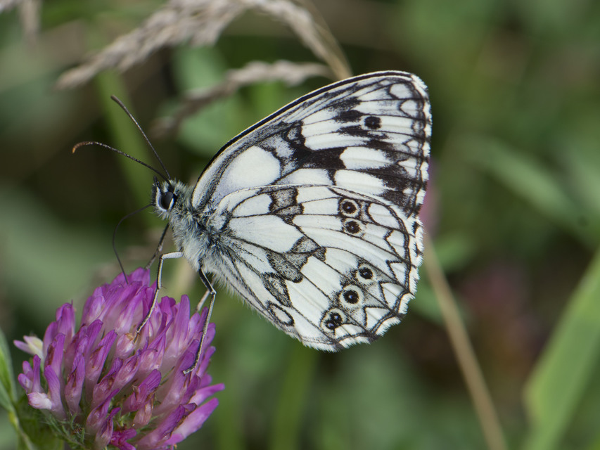 Melanargia galathea - sakktáblalepke
