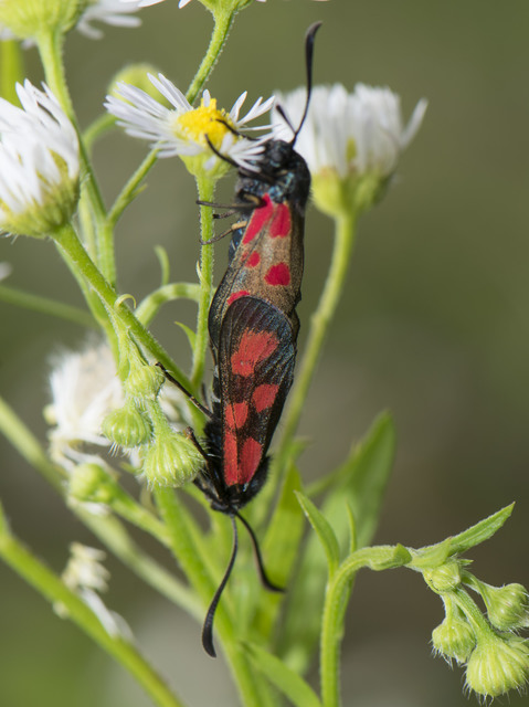 Zygaena loti - közönséges csüngőlepke