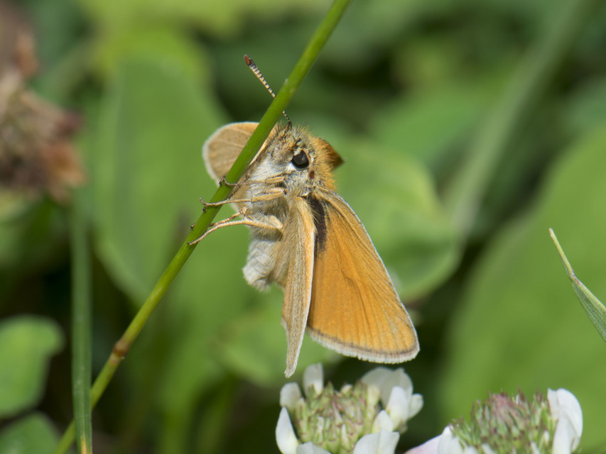 Thymelicus sylvestris - barna busalepke
