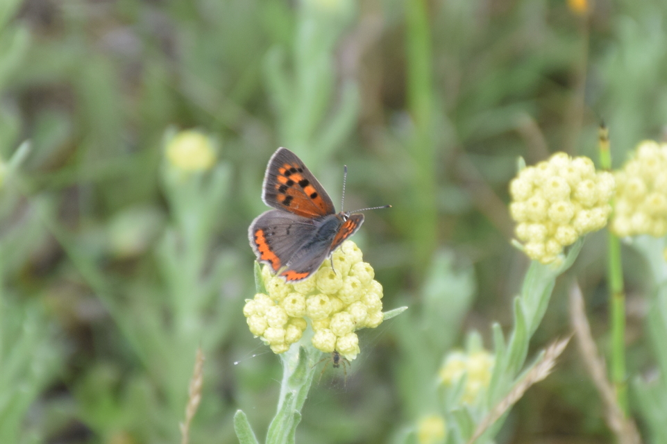 Lycaena phlaeas - közönséges tűzlepke
