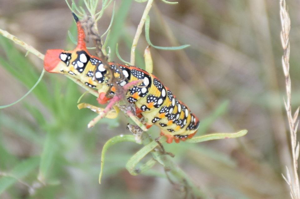 Hyles euphorbiae - kutyatejszender