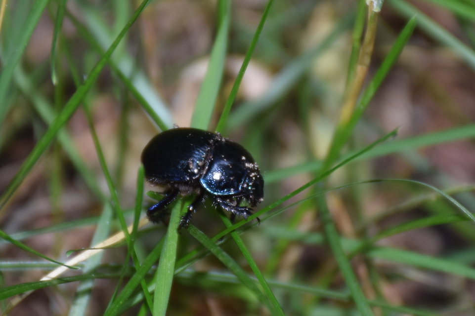 Anoplotrupes stercorosus - erdei álganéjtúró