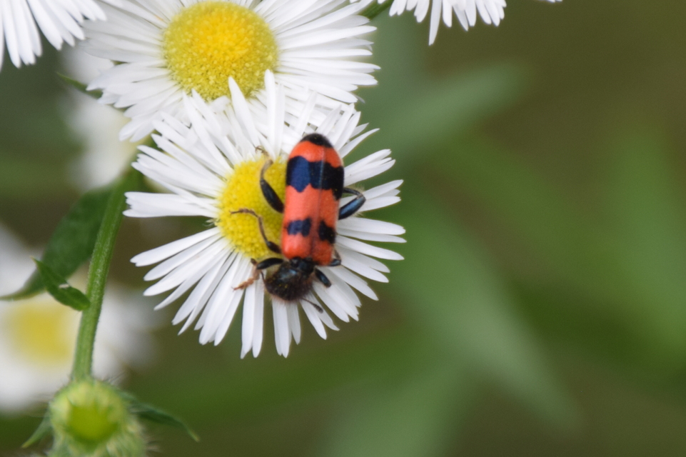 Trichodes apiarius - szalagos méhészbogár