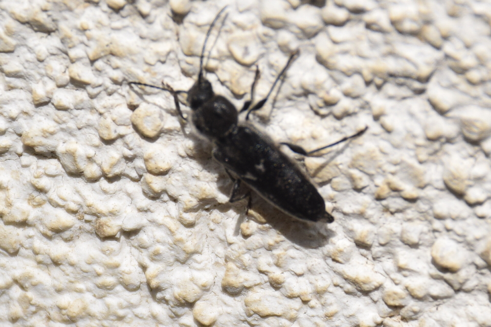 Hylotrupes bajulus - házicincér
