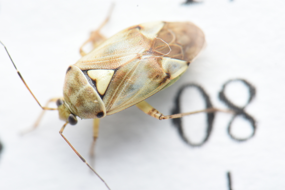 Lygus pratensis - változó mezeipoloska