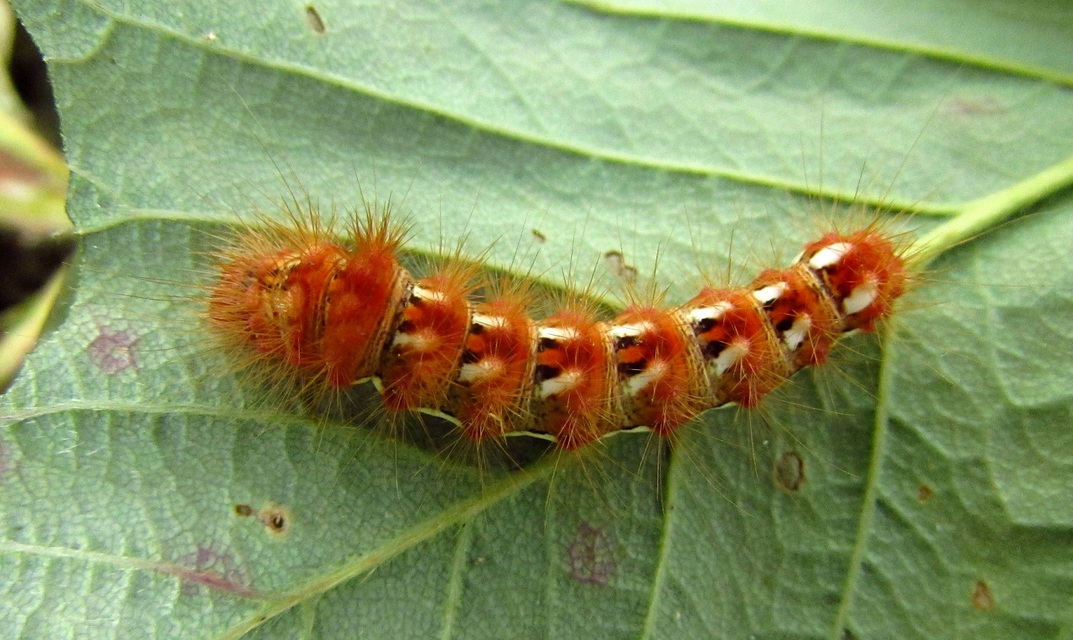 Acronicta rumicis - sóska-szigonyosbagoly