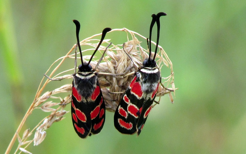 Zygaena carniolica - fehérgyűrűs csüngőlepke