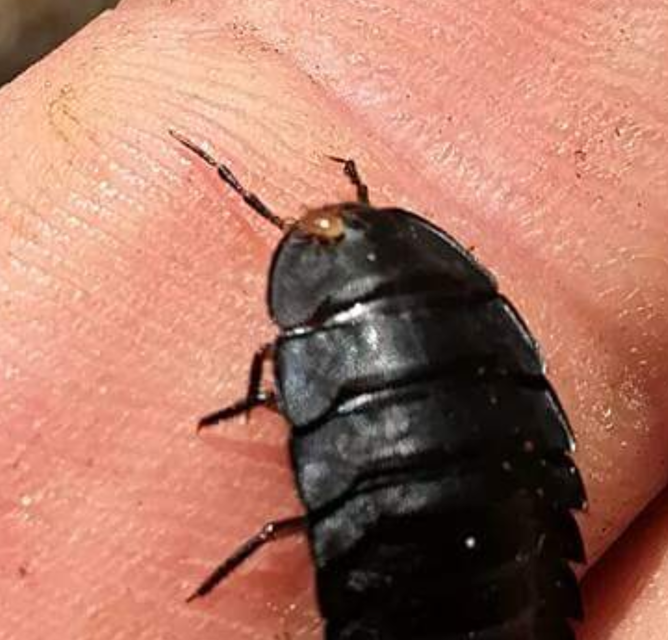 Silphidae - dögbogárfélék