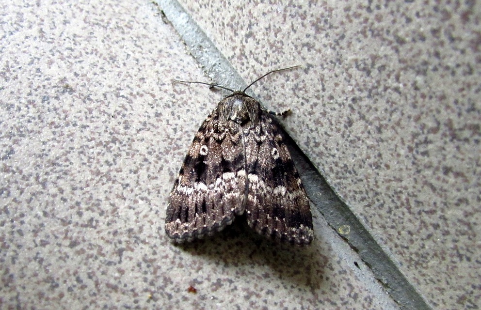 Amphipyra berbera/pyramidea