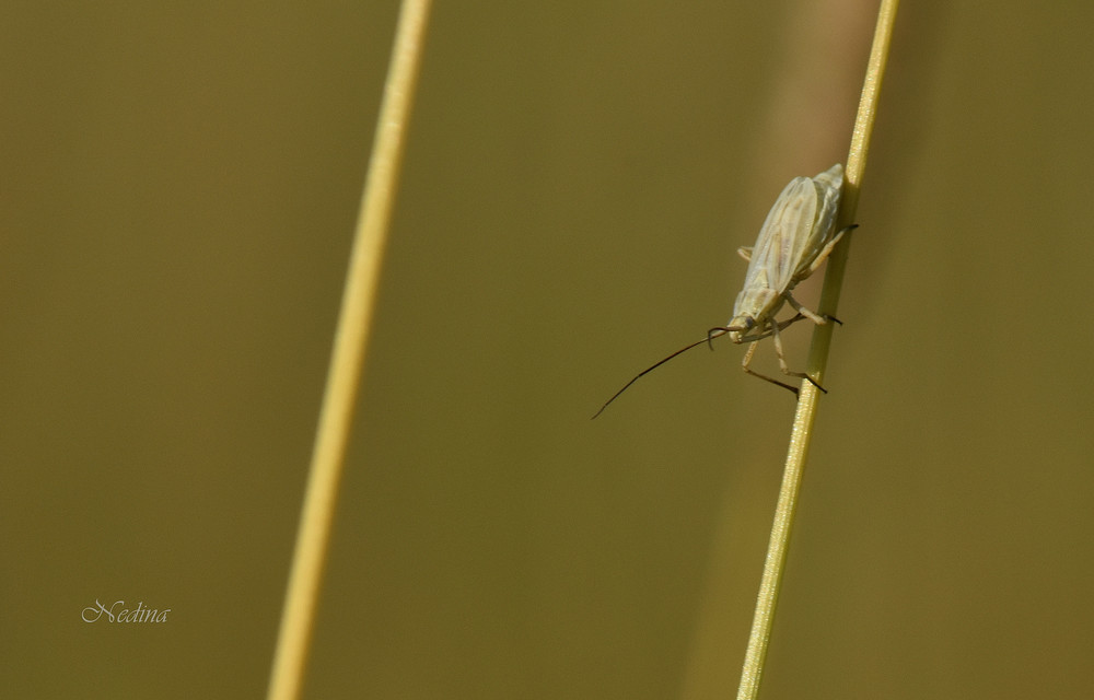 Acetropis carinata - bordás mezeipoloska
