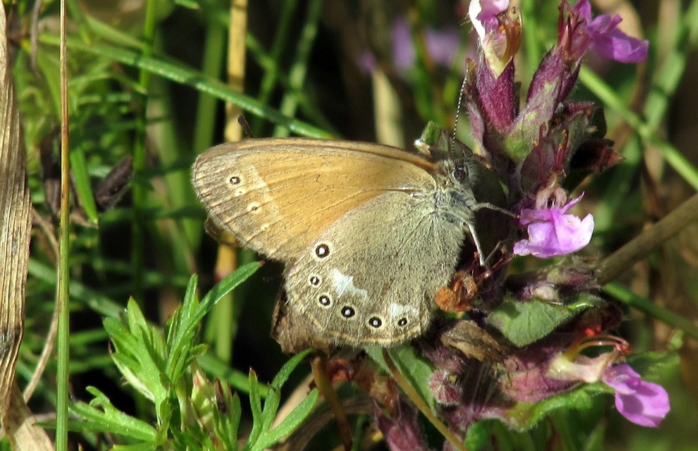 Coenonympha glycerion - közönséges szénalepke