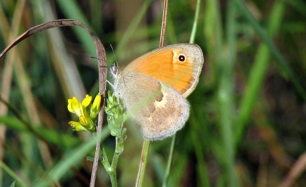 Coenonympha pamphilus - kis szénalepke