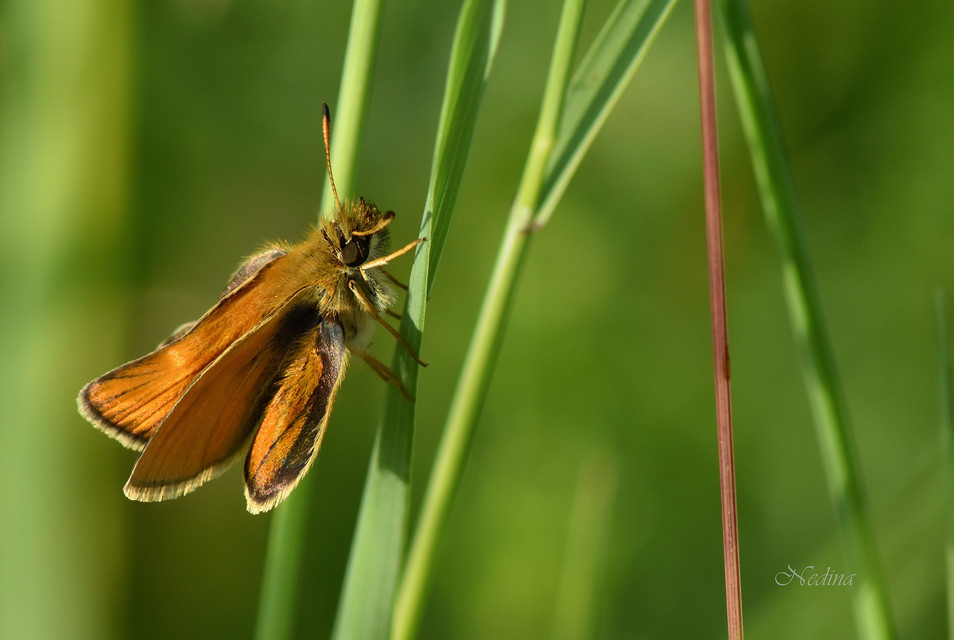 Thymelicus lineola - vonalas busalepke