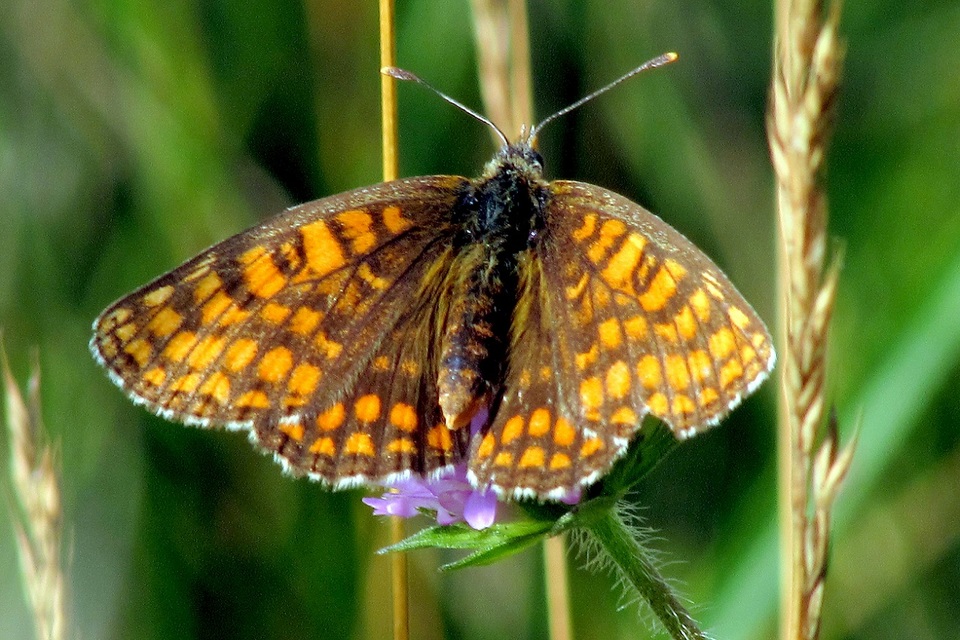 Melitaea athalia - közönséges tarkalepke