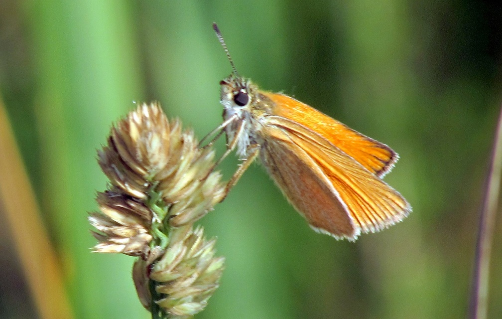 Thymelicus lineola - vonalas busalepke