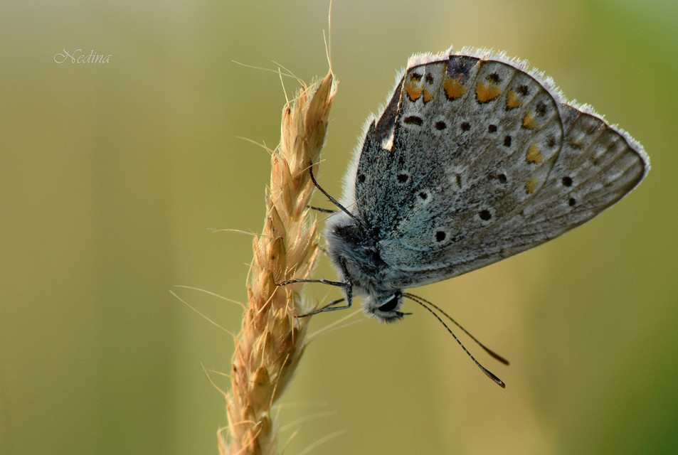 Polyommatus icarus - közönséges boglárka