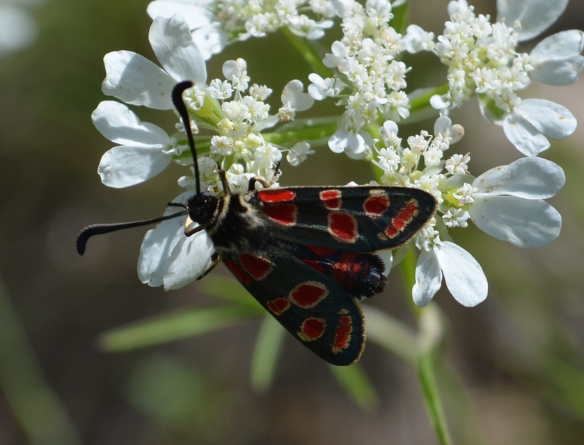 Zygaena carniolica - fehérgyűrűs csüngőlepke