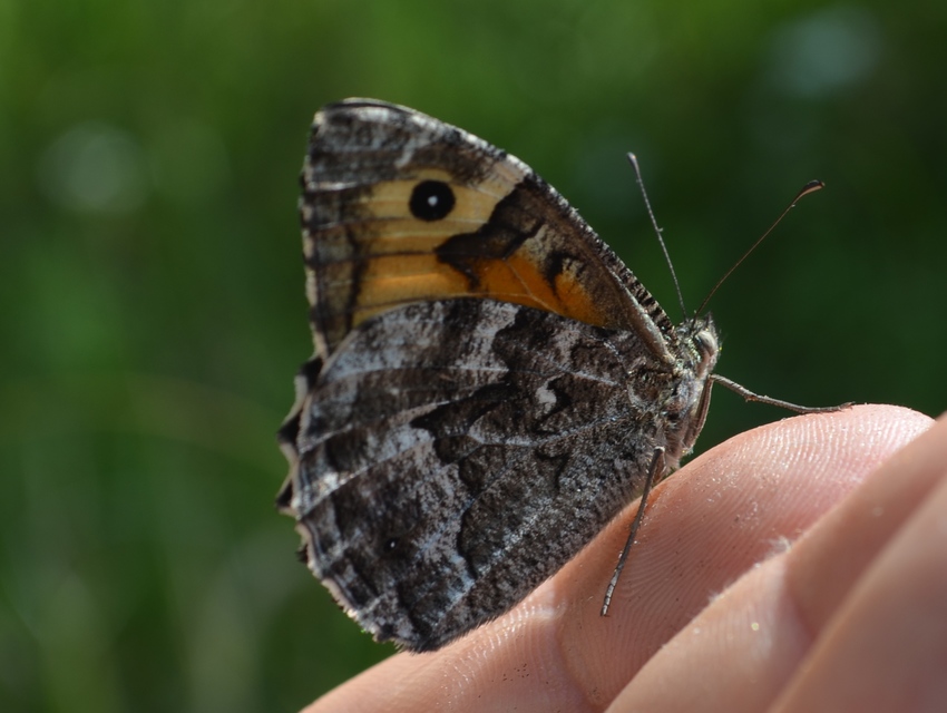 Hipparchia semele - barna szemeslepke