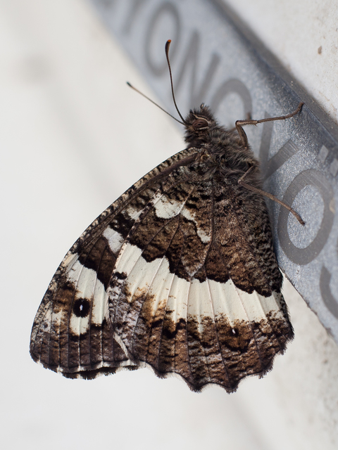 Brintesia circe - fehéröves szemeslepke