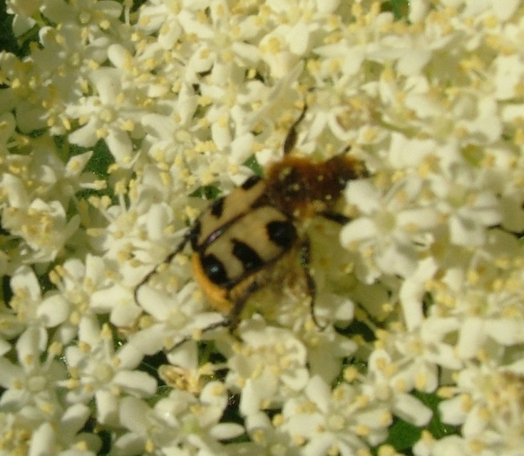 Trichius sexualis - keleti prémesbogár