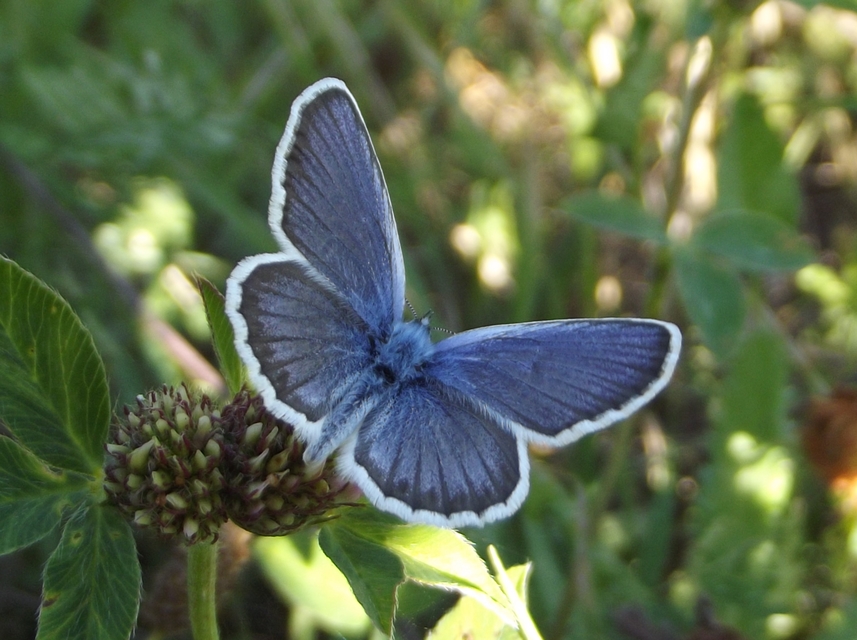 Plebejus argus - ezüstös boglárka