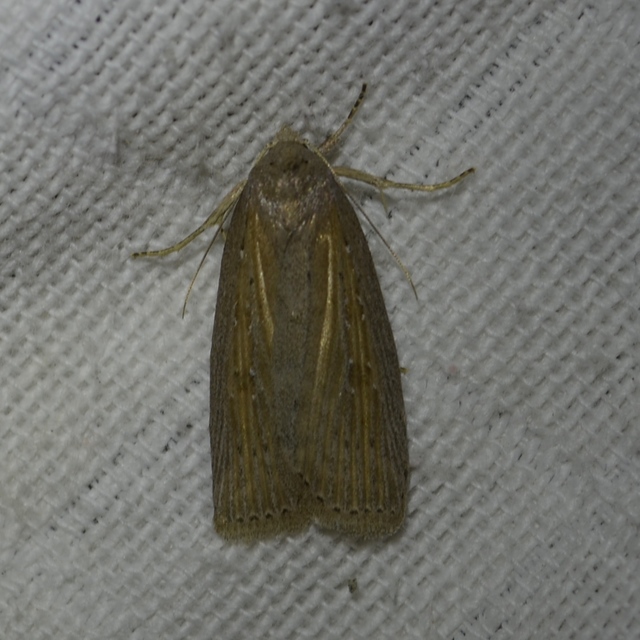 Chilodes maritima - négyfoltos nádibagoly