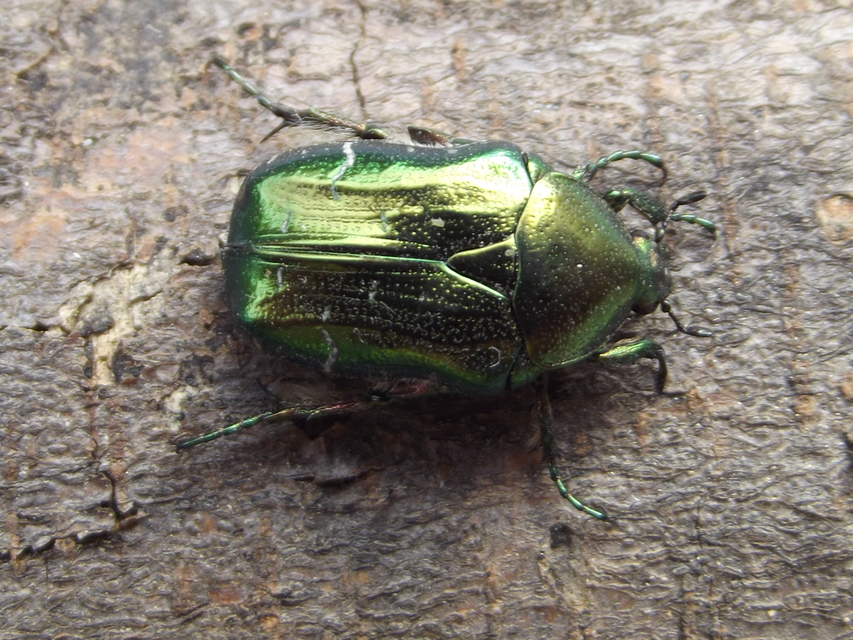 Cetonia aurata - aranyos virágbogár